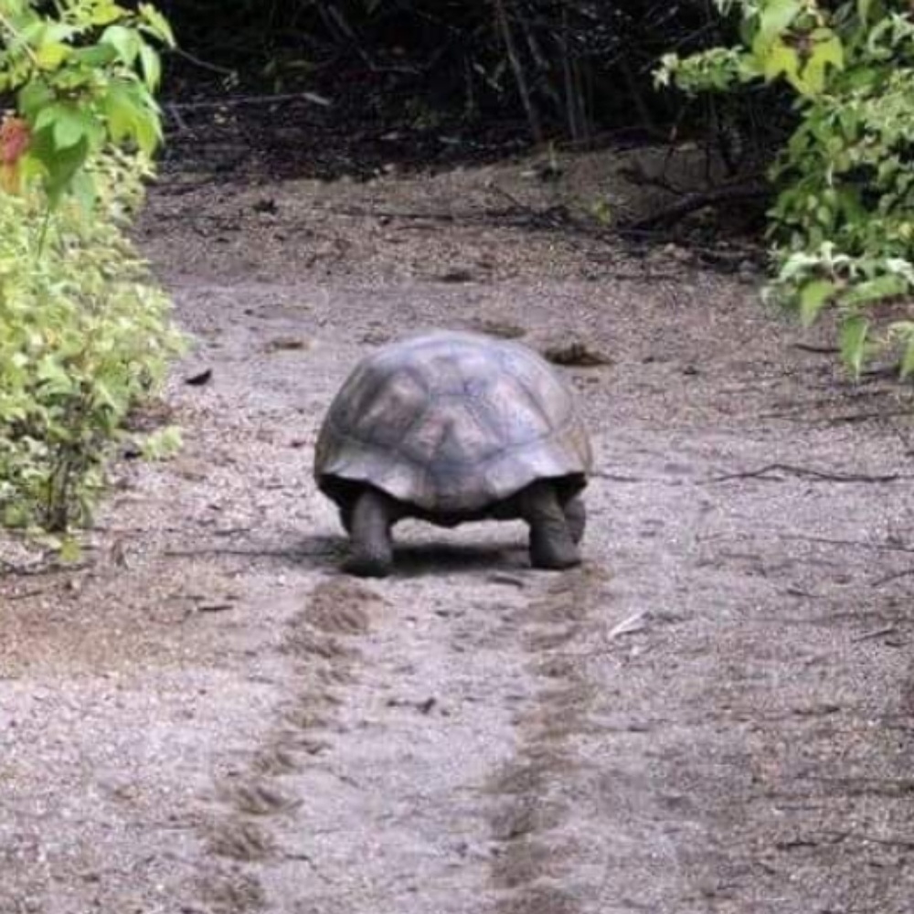BOTTOMS  Turtles are the best!